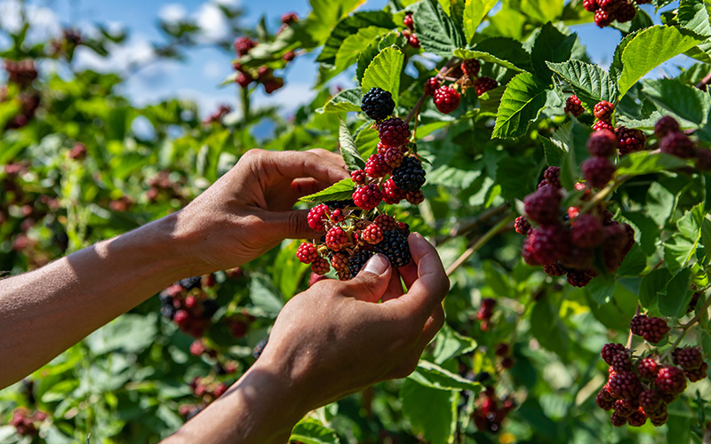 NARBA Growers Resources Hand Picking Blackberries
