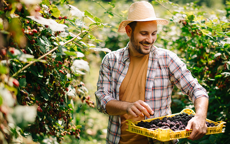 farmer hand picking blackberries