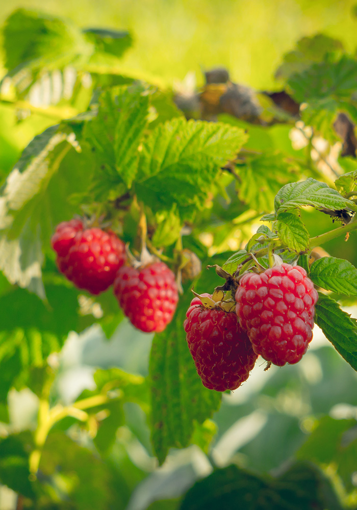 narba history ripe raspberries