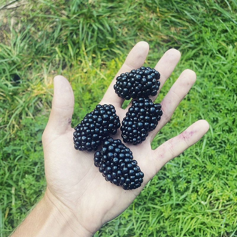 NARBA agriberry farm member profile blackberries in hand