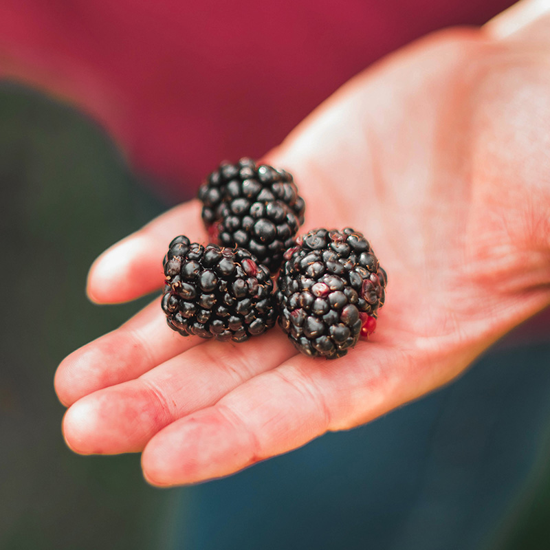 NARBA berry facts home gardening fresh picked blackberries in hand