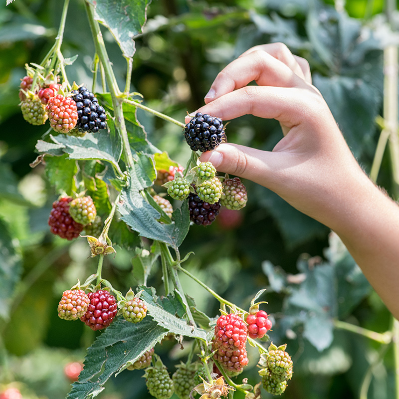 NARBA berry facts home gardening picking ripe blackberry