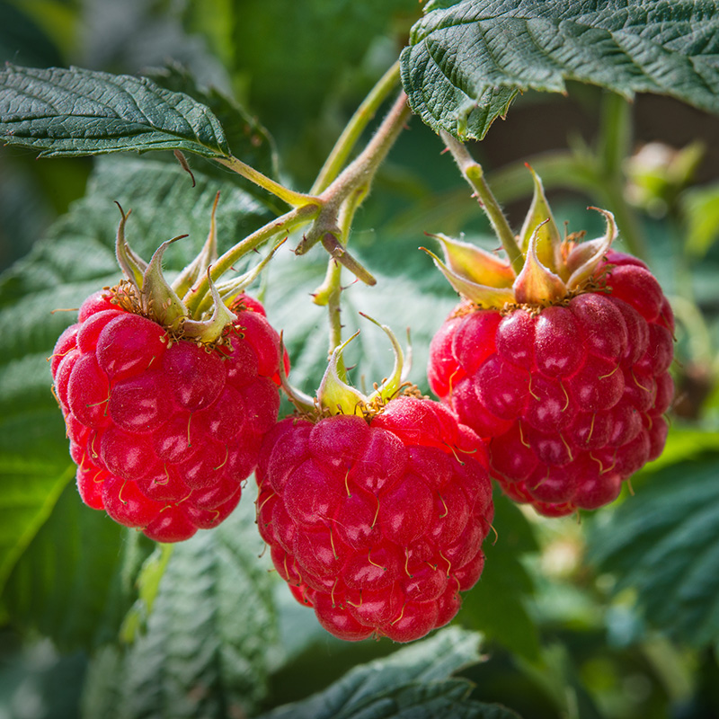 NARBA berry facts home gardening three raspberries on cane