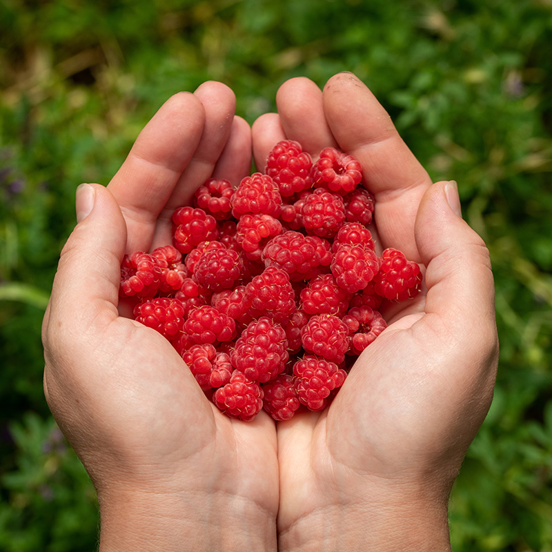 home gardening fresh picked raspberries