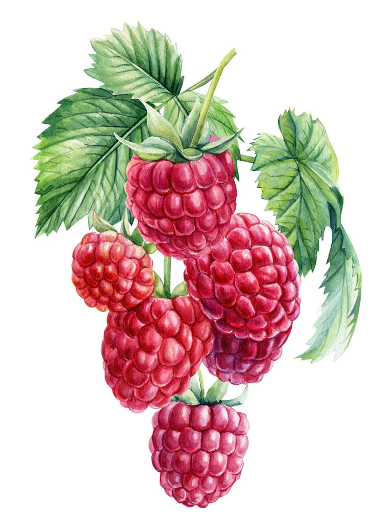 NARBA berry facts naming raspberry drawing