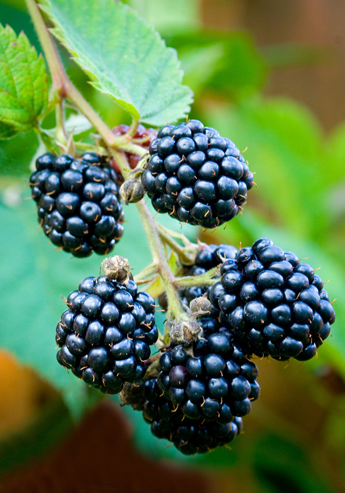 NARBA berry facts naming ripe blackberries on cane