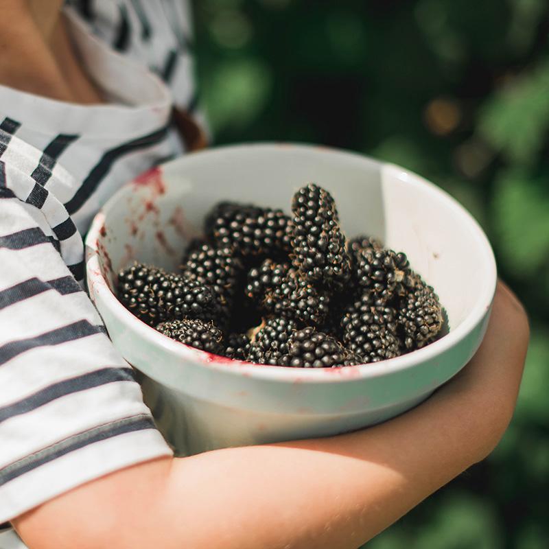 NARBA berry facts picking blackberries bowl fresh picked