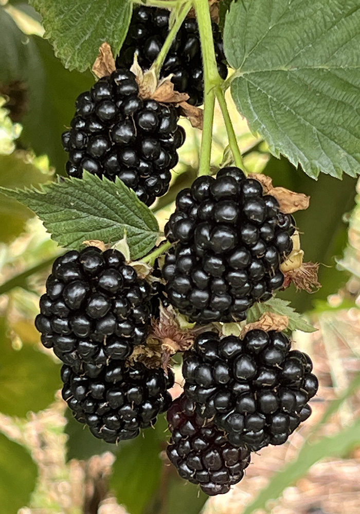 NARBA berry facts picking blackberries fully ripe agriberry farm