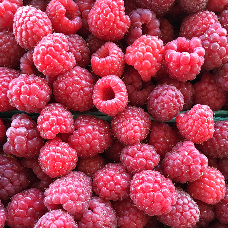 NARBA berry facts picking raspberries flat fresh picked