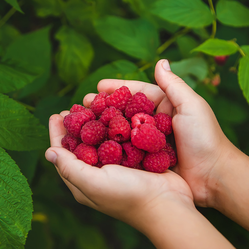 NARBA berry facts picking raspberries pile in hand