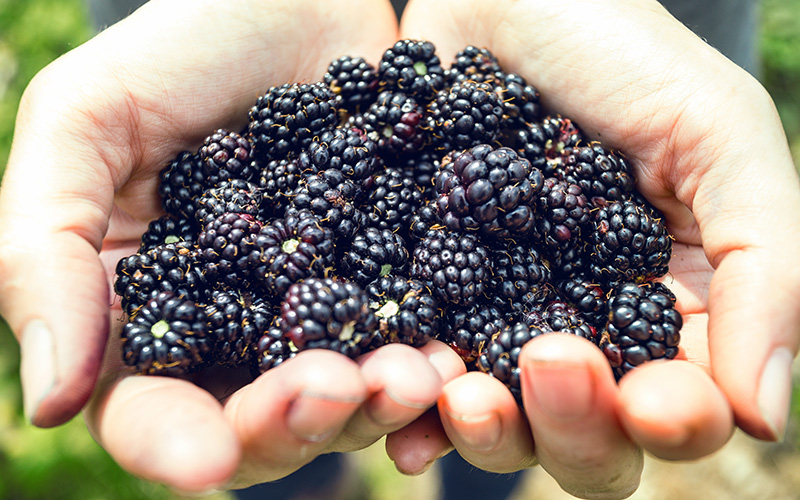 contact narba fresh blackberries