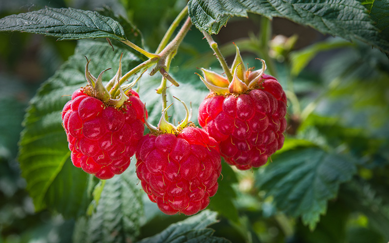 growers resources ripe raspberries