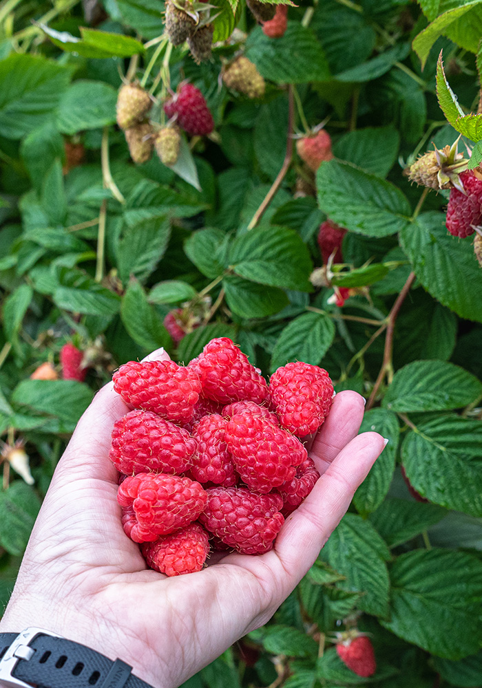NARBA membership benefits fresh picked raspberries