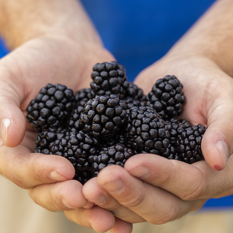 NARBA reinforced logistics member profile blackberries in hands