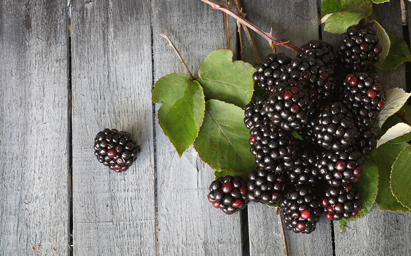 Health and Nutrition Benefits of Raspberries and Blackberries - NARBA