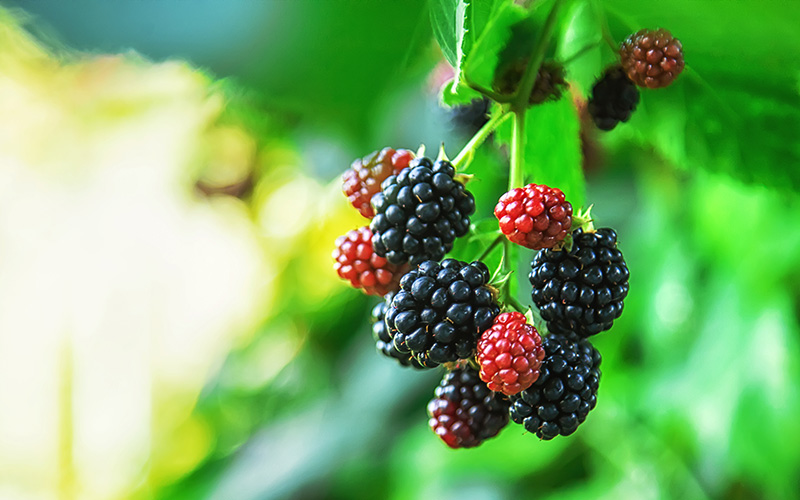 NARBA growers production caneberry blogs ripe blackberries