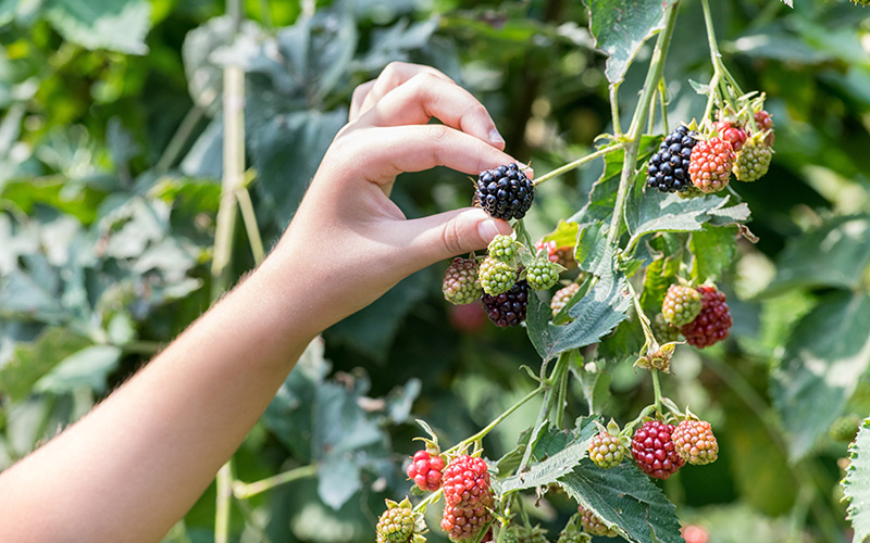 NARBA growers production diagnostic picking blackberries