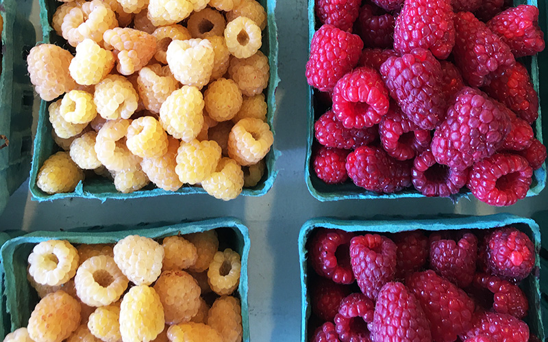 NARBA growers production post harvest gold red raspberries in hallocks