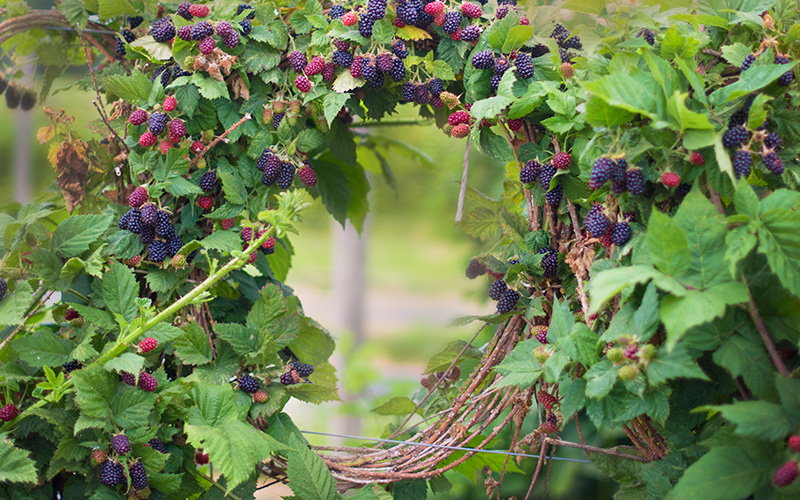 NARBA growers production practices blackberry trellis