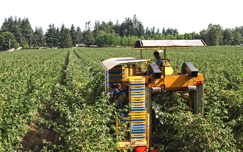 NARBA growers production regions wa red raspberry picker