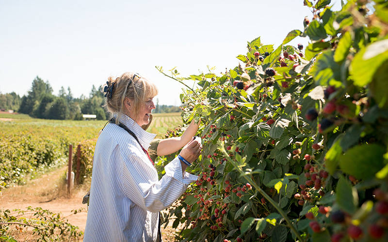 NARBA growers production resources guides blackberry bush