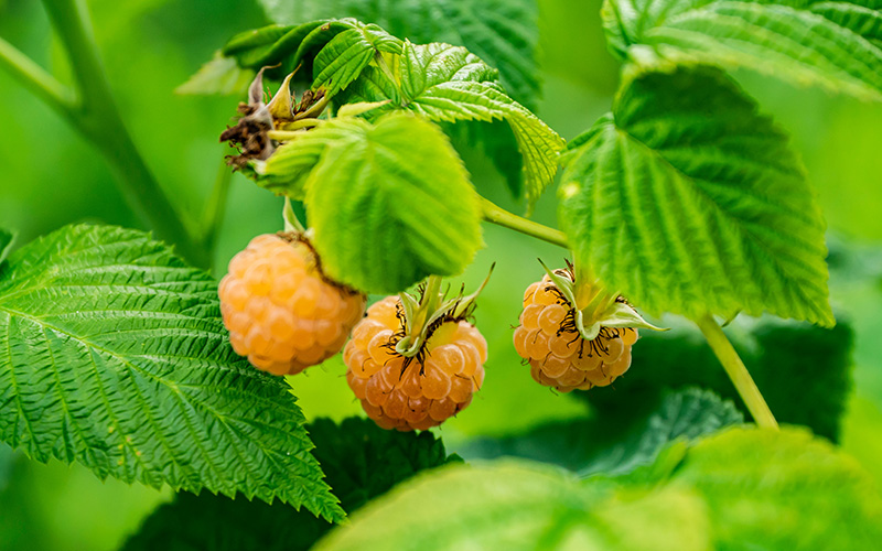 NARBA Growers Production Resources Varieties Gold Raspberries