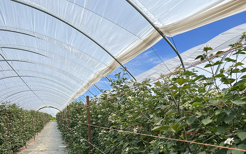 NARBA growers production tunnels blackberries flowering