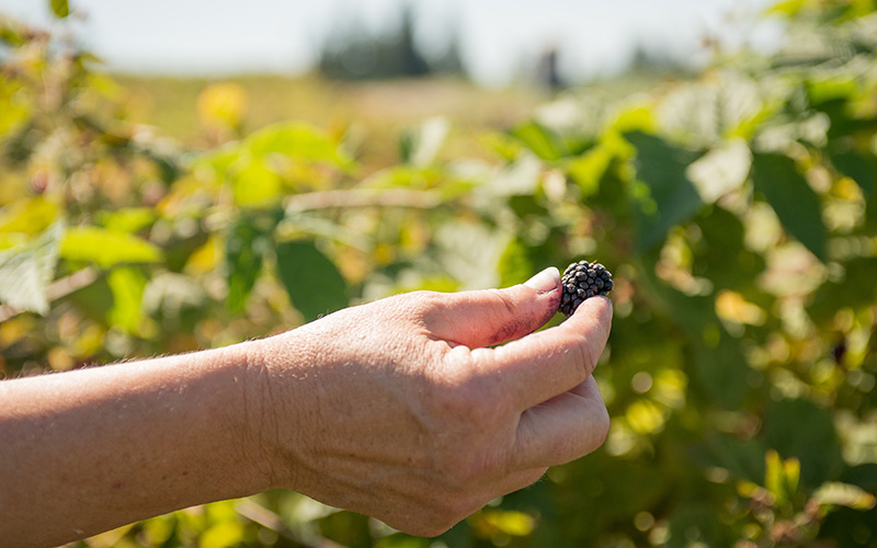 NARBA growers suppliers and services handing blackberry