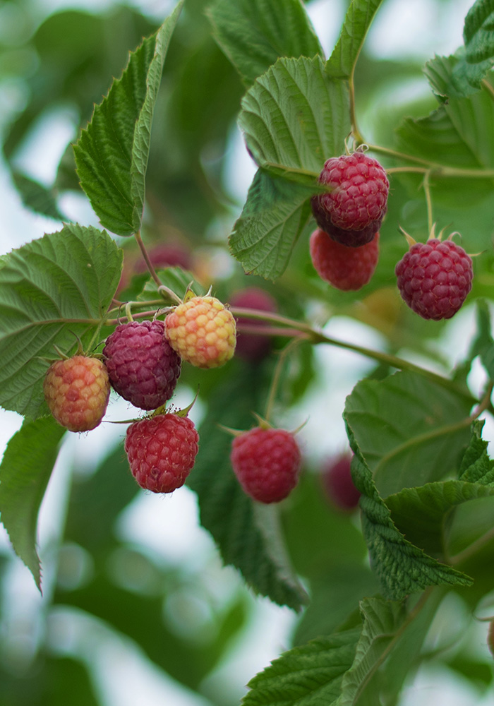 NARBA growers suppliers and services ripening raspberries