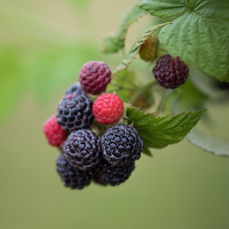 NARBA research foundation donate black raspberries