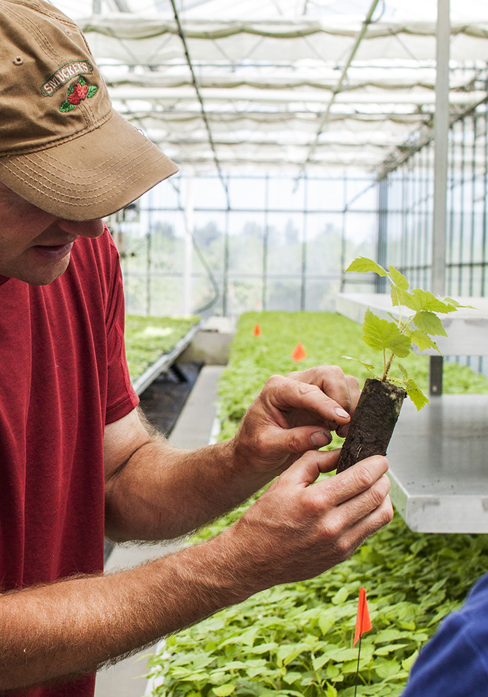 NARBA research foundation donate nursery contribution-program WA Red Raspberry plant