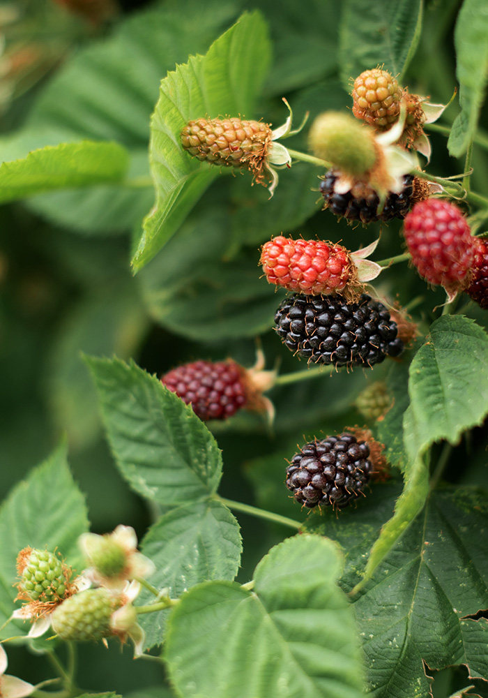 NARBA 2024 conference poster session lead ripening blackberries