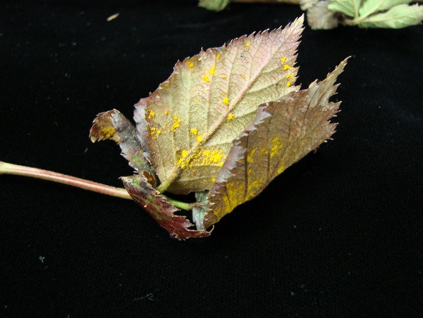 Leaf Rust Fig 2A