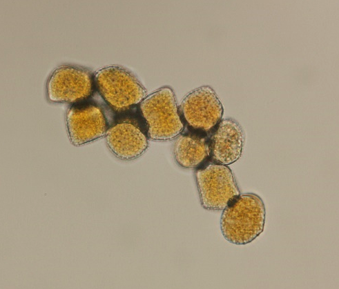 Leaf Rust Fig 2C